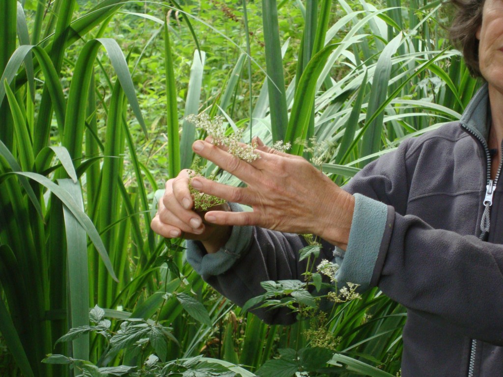 Présentation des plantes
